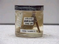 藏品(黑斑緋鯉)的圖片